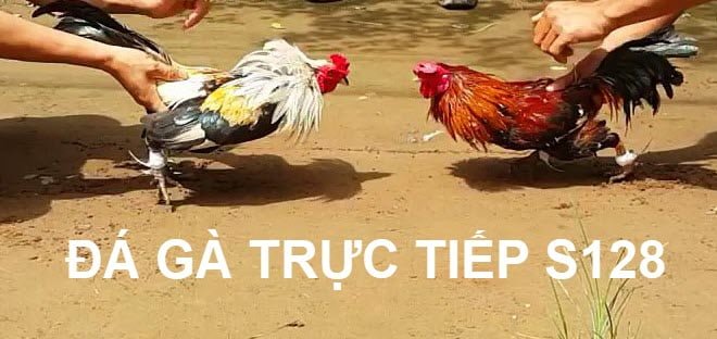 Đá gà trực tiếp